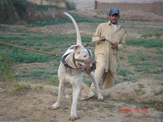 pakistani bully dog